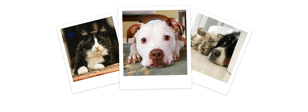 pet snaps with roborock vacumm